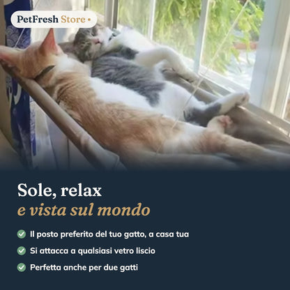 Gatti che riposano sull'amaca da finestra
