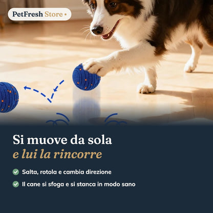 Cane che rincorre la palla